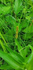 Carex vulpinoidea