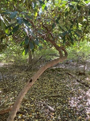 Rhododendron maximum