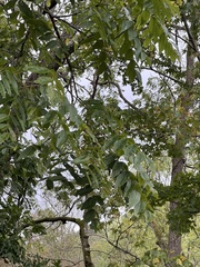 Juglans nigra