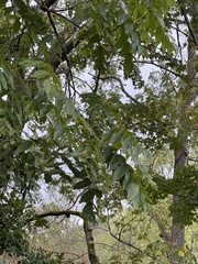 Juglans nigra