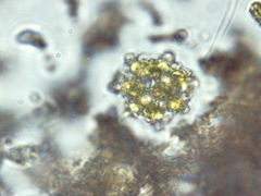 Coelastrum pulchrum