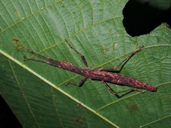 Asceles tanarata