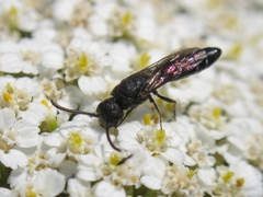 Sapygina