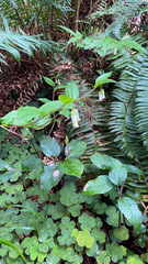 Prosartes smithii