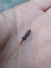 Arrhenodini