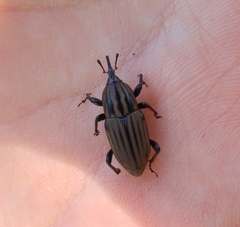 Sphenophorus costipennis