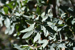 Quercus grisea