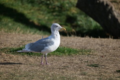 Larus glaucescens