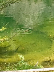 Salmo trutta
