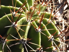 Echinopsis oxygona