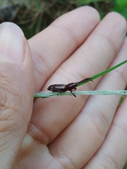 Arrhenodini