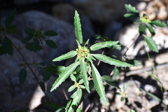Euphorbia davidii