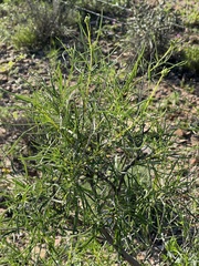 Sidneya tenuifolia