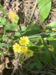 Ixeridium laevigatum