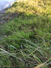 Beckmannia syzigachne