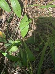 Ixeridium laevigatum