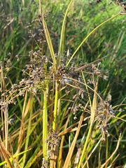 Scirpus microcarpus