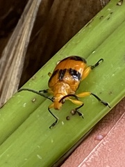 Stethopachys formosa