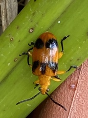 Stethopachys formosa