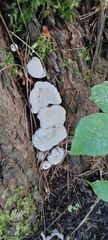 Entoloma abortivum