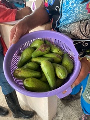 Persea americana
