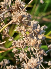 Scirpus microcarpus