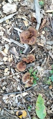 Armillaria