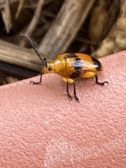 Stethopachys formosa