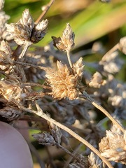 Scirpus microcarpus
