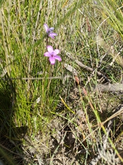 Elythranthera brunonis