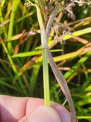 Scirpus microcarpus