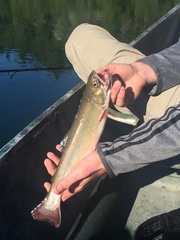 Salvelinus fontinalis timagamiensis