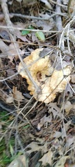 Pleurotus levis