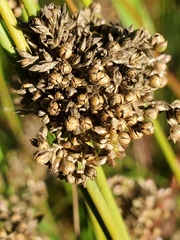 Juncus patens