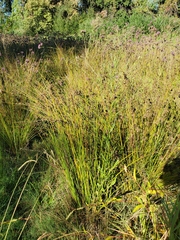 Juncus patens