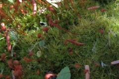 Funaria hygrometrica