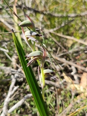 Lyperanthus serratus