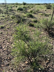 Sidneya tenuifolia
