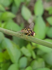 Ischiodon scutellaris