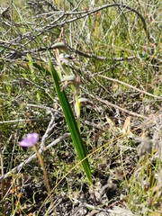 Lyperanthus serratus