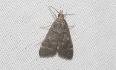 Loxostegopsis xanthocrypta