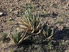 Agave lechuguilla