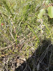 Lyperanthus serratus