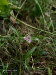 Murdannia nudiflora