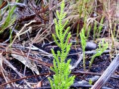 Selaginella uliginosa