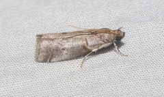 Acrobasis comptella