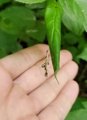 Oxyptilini
