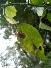 Podontia quatuordecimpunctata
