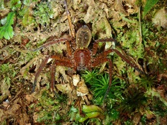 Heteropoda