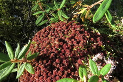 Sphagnum capillifolium